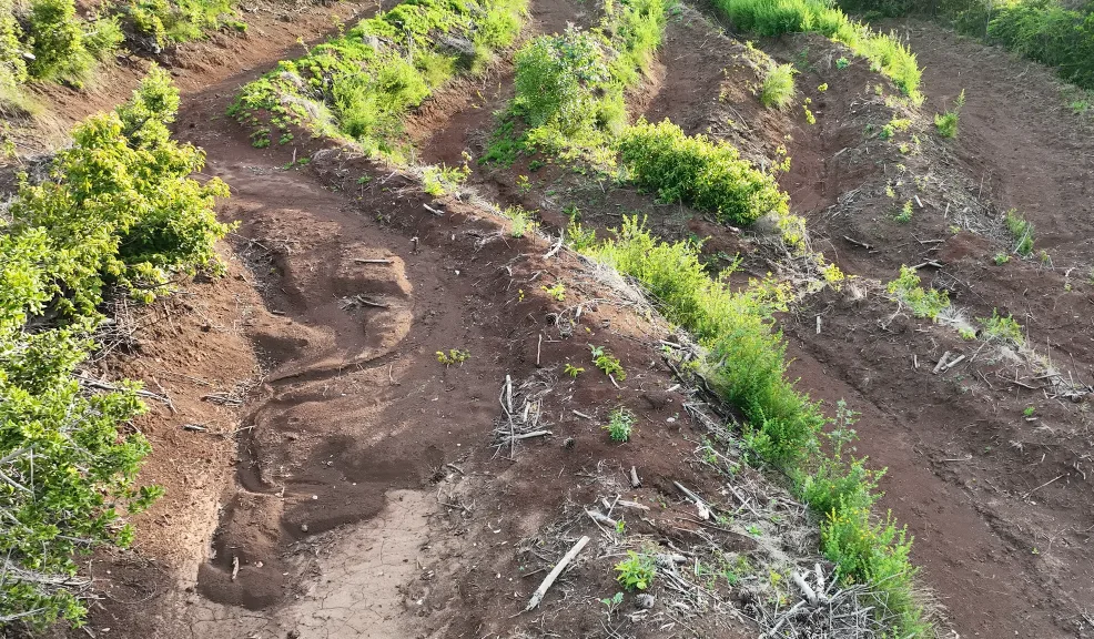 Suelo y sedimentos depositados junto a un camellón agroforestal
