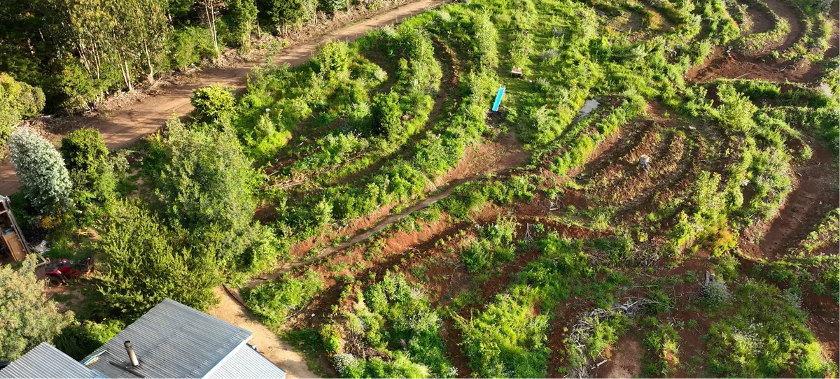 Jardín que capta el excedente de agua lluvia del camino y lo conduce hacia puntos de interés en la ladera