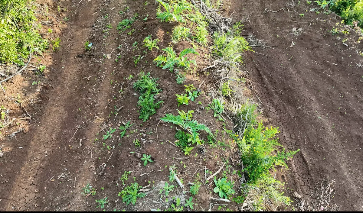 Especies del sistema agroforestal emergiendo junto con especies nativas en un camellón